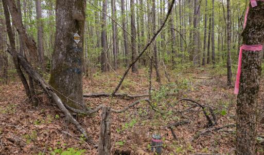 Photo #17 of SOLD property in Off Johnsontown Road  , Elizabethtown, NC 16.6 acres