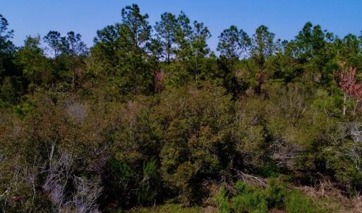 Photo #18 of SOLD property in 1022 Horne Rd, Lowland, NC 10.0 acres