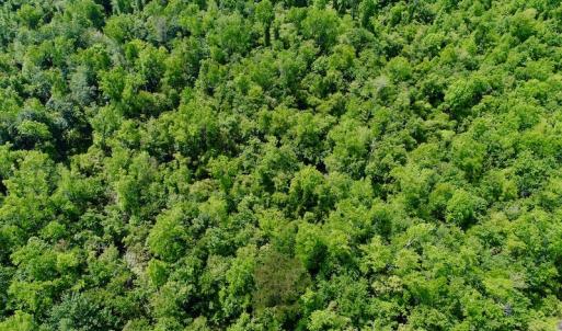 Photo #24 of SOLD property in Off N. Lake Rd, Engelhard , NC 16.8 acres