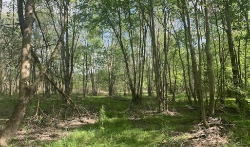 Photo #34 of SOLD property in Off Duke Road  , Nashville, NC 8.6 acres