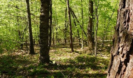 Photo #20 of SOLD property in Off Lees Ridge Road, Martinsville, VA 68.6 acres