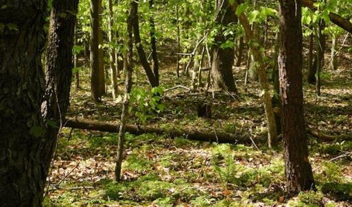 Photo #21 of SOLD property in Off Lees Ridge Road, Martinsville, VA 68.6 acres