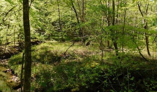 Photo #23 of SOLD property in Off Lees Ridge Road, Martinsville, VA 68.6 acres