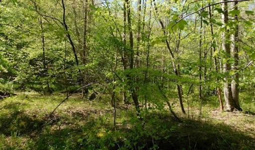 Photo #24 of SOLD property in Off Lees Ridge Road, Martinsville, VA 68.6 acres