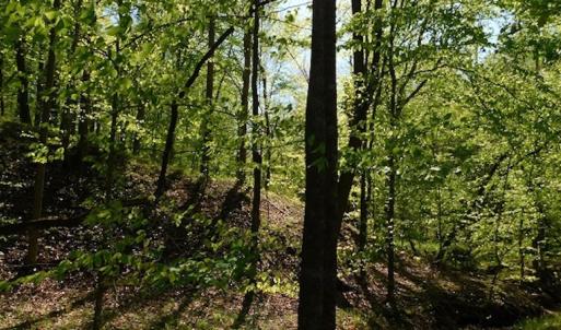 Photo #25 of SOLD property in Off Lees Ridge Road, Martinsville, VA 68.6 acres