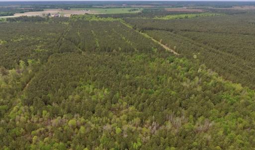 Photo #12 of SOLD property in Off Blizzard Road, Snow Hill, NC 13.7 acres