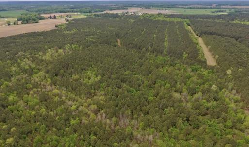 Photo #14 of SOLD property in Off Blizzard Road, Snow Hill, NC 13.7 acres