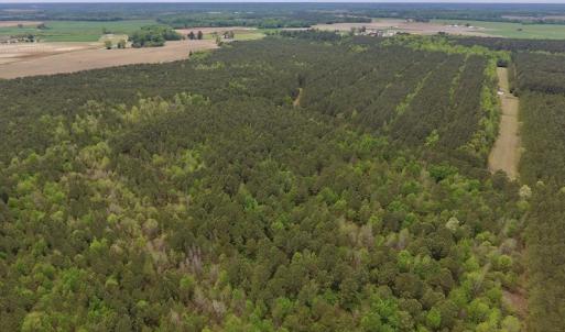 Photo #15 of SOLD property in Off Blizzard Road, Snow Hill, NC 13.7 acres
