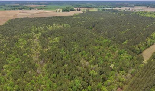 Photo #16 of SOLD property in Off Blizzard Road, Snow Hill, NC 13.7 acres