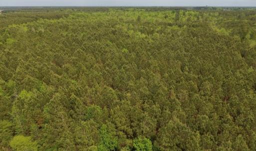 Photo #24 of SOLD property in Off Blizzard Road, Snow Hill, NC 13.7 acres
