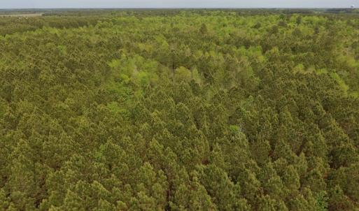 Photo #25 of SOLD property in Off Blizzard Road, Snow Hill, NC 13.7 acres