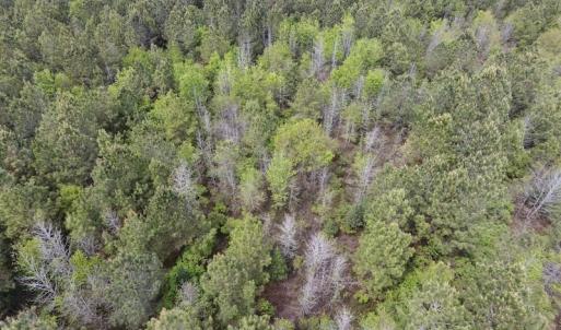 Photo #26 of SOLD property in Off Blizzard Road, Snow Hill, NC 13.7 acres