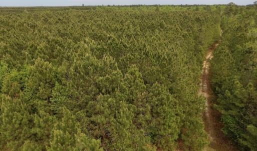Photo #27 of SOLD property in Off Blizzard Road, Snow Hill, NC 13.7 acres