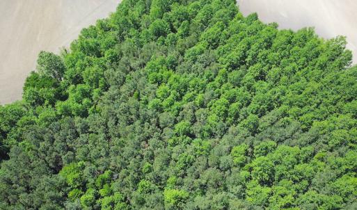 Photo #7 of SOLD property in Off Corinth Chapel Rd, Suffolk, VA 66.0 acres