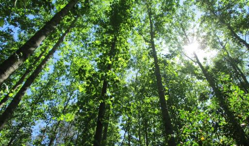 Photo #20 of SOLD property in Off Corinth Chapel Rd, Suffolk, VA 66.0 acres