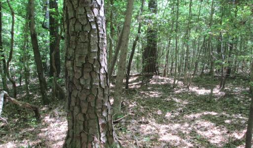 Photo #21 of SOLD property in Off Corinth Chapel Rd, Suffolk, VA 66.0 acres