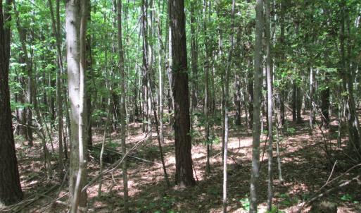 Photo #22 of SOLD property in Off Corinth Chapel Rd, Suffolk, VA 66.0 acres