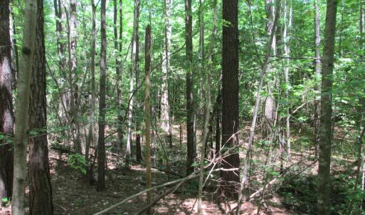 Photo #23 of SOLD property in Off Corinth Chapel Rd, Suffolk, VA 66.0 acres
