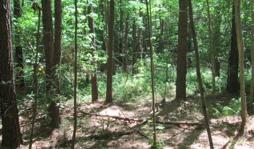 Photo #24 of SOLD property in Off Corinth Chapel Rd, Suffolk, VA 66.0 acres