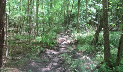 Photo #25 of SOLD property in Off Corinth Chapel Rd, Suffolk, VA 66.0 acres