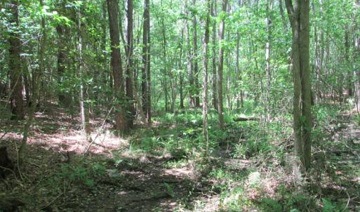 Photo #27 of SOLD property in Off Corinth Chapel Rd, Suffolk, VA 66.0 acres