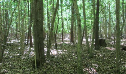Photo #28 of SOLD property in Off Corinth Chapel Rd, Suffolk, VA 66.0 acres