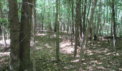 Photo #29 of SOLD property in Off Corinth Chapel Rd, Suffolk, VA 66.0 acres