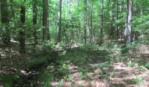 Photo #30 of SOLD property in Off Corinth Chapel Rd, Suffolk, VA 66.0 acres