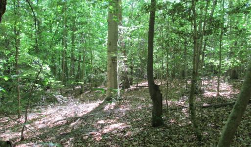Photo #31 of SOLD property in Off Corinth Chapel Rd, Suffolk, VA 66.0 acres