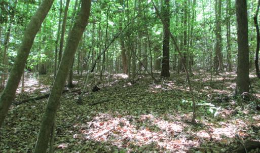 Photo #32 of SOLD property in Off Corinth Chapel Rd, Suffolk, VA 66.0 acres