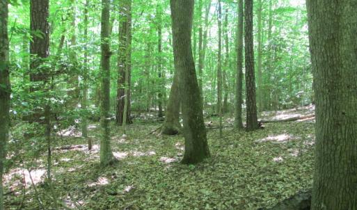 Photo #34 of SOLD property in Off Corinth Chapel Rd, Suffolk, VA 66.0 acres