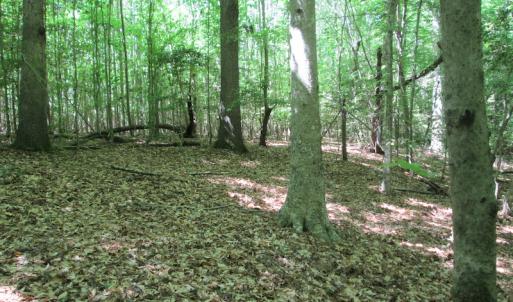 Photo #35 of SOLD property in Off Corinth Chapel Rd, Suffolk, VA 66.0 acres