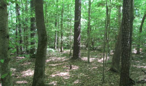 Photo #36 of SOLD property in Off Corinth Chapel Rd, Suffolk, VA 66.0 acres