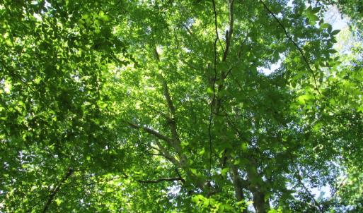 Photo #37 of SOLD property in Off Corinth Chapel Rd, Suffolk, VA 66.0 acres