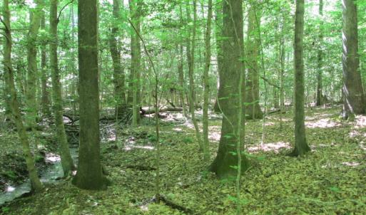 Photo #38 of SOLD property in Off Corinth Chapel Rd, Suffolk, VA 66.0 acres