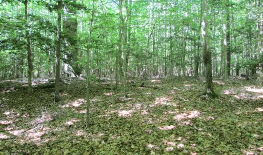 Photo #39 of SOLD property in Off Corinth Chapel Rd, Suffolk, VA 66.0 acres