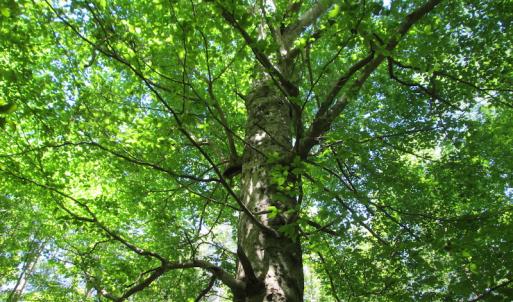 Photo #40 of SOLD property in Off Corinth Chapel Rd, Suffolk, VA 66.0 acres
