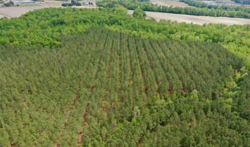 Photo #23 of SOLD property in off Windley Rd, Washington, NC 102.0 acres