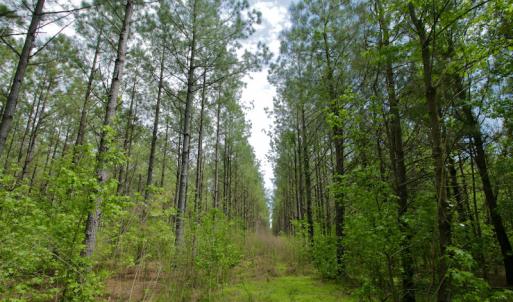 Photo #27 of SOLD property in off Windley Rd, Washington, NC 102.0 acres