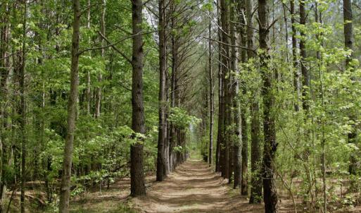 Photo #28 of SOLD property in off Windley Rd, Washington, NC 102.0 acres