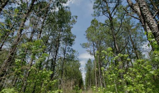 Photo #35 of SOLD property in off Windley Rd, Washington, NC 102.0 acres