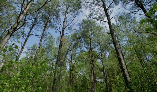 Photo #36 of SOLD property in off Windley Rd, Washington, NC 102.0 acres