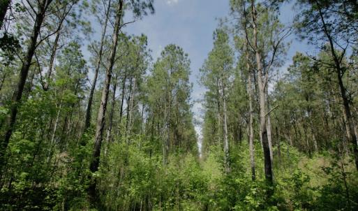 Photo #37 of SOLD property in off Windley Rd, Washington, NC 102.0 acres
