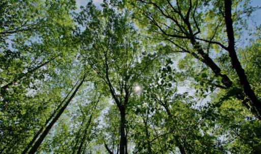 Photo #40 of SOLD property in off Windley Rd, Washington, NC 102.0 acres