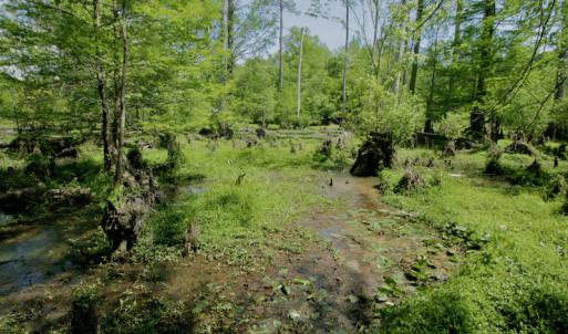 Photo #41 of SOLD property in off Windley Rd, Washington, NC 102.0 acres