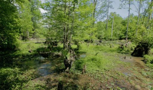 Photo #42 of SOLD property in off Windley Rd, Washington, NC 102.0 acres