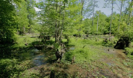 Photo #42 of SOLD property in off Windley Rd, Washington, NC 102.0 acres