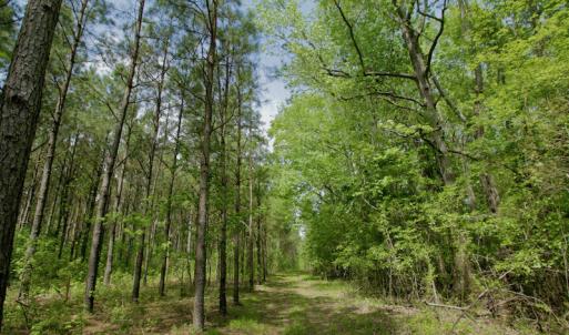 Photo #43 of SOLD property in off Windley Rd, Washington, NC 102.0 acres