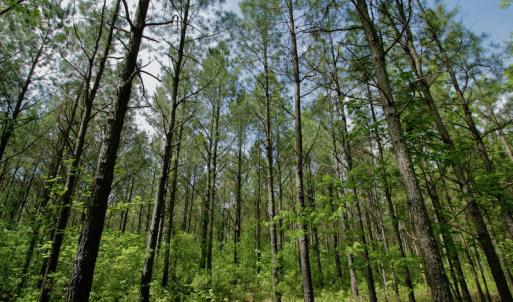 Photo #44 of SOLD property in off Windley Rd, Washington, NC 102.0 acres