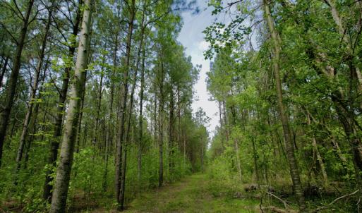 Photo #45 of SOLD property in off Windley Rd, Washington, NC 102.0 acres